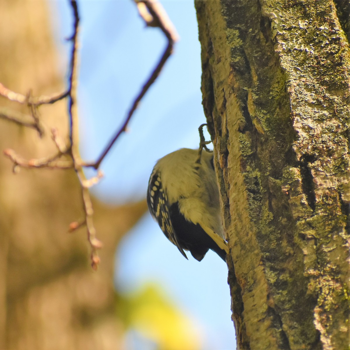 Downy Woodpecker - ML490083341