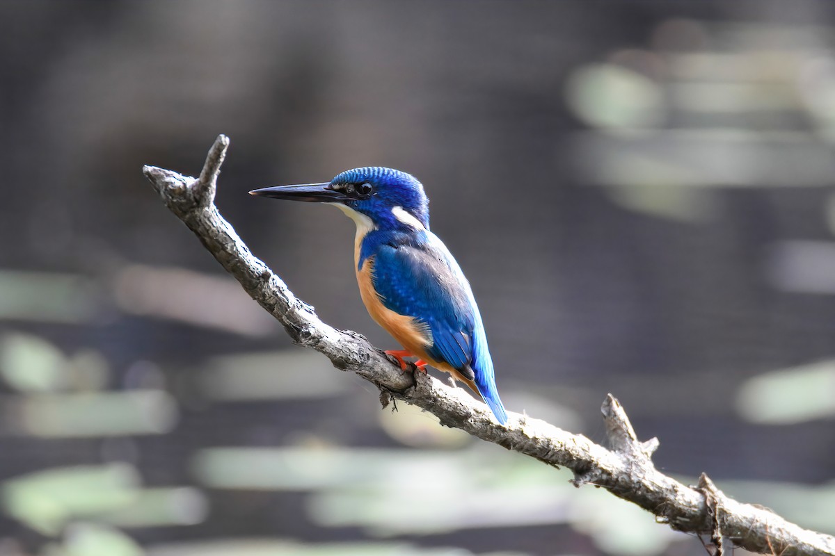 Half-collared Kingfisher - Regard Van Dyk