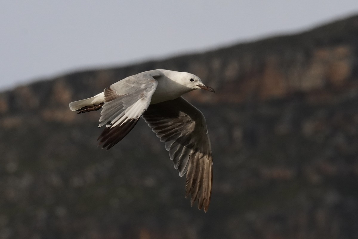 Hartlaub's Gull - ML490083871