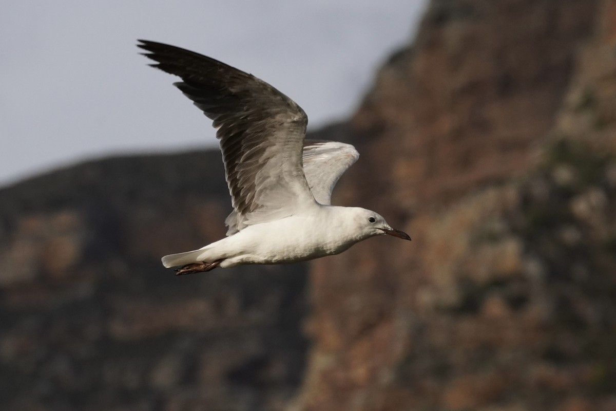 Hartlaub's Gull - ML490083891