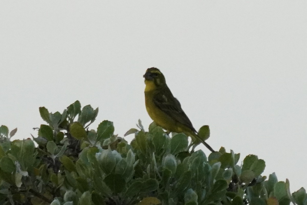 Brimstone Canary - Allan Robbins