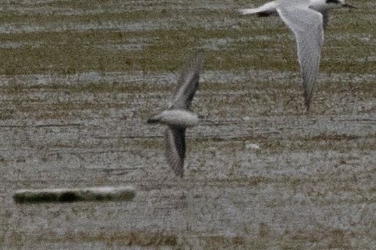 Red-necked Phalarope - ML490084271