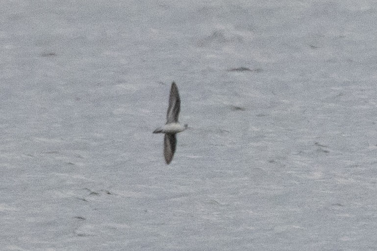 Red-necked Phalarope - ML490084281