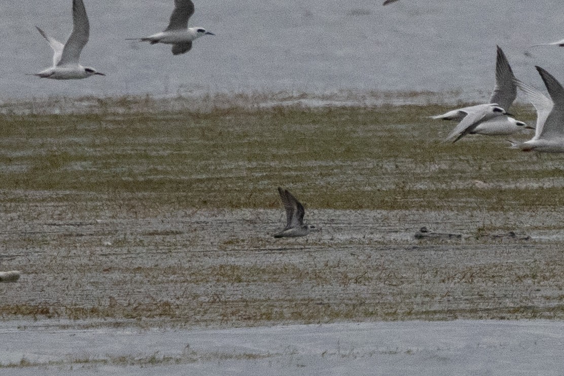 Phalarope à bec étroit - ML490084291