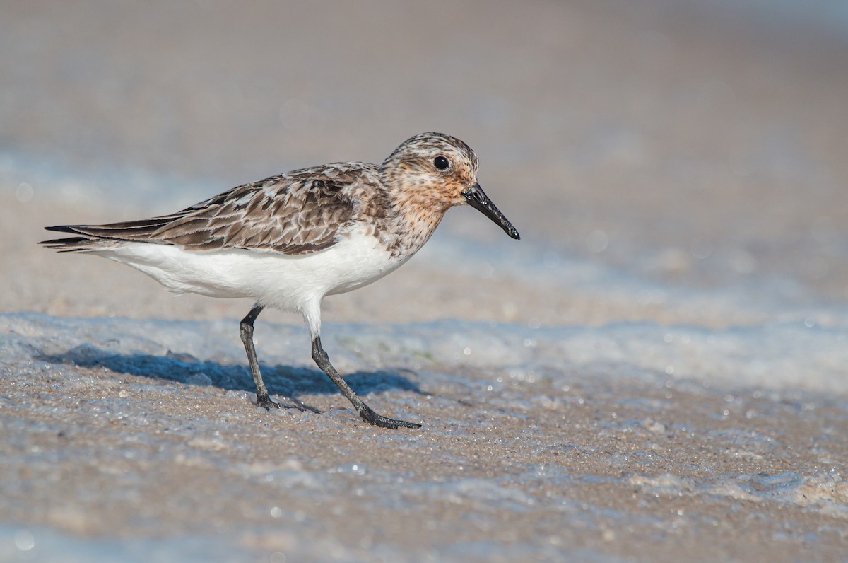 Bécasseau sanderling - ML490085611