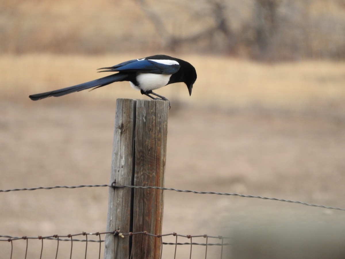 Black-billed Magpie - ML49008671