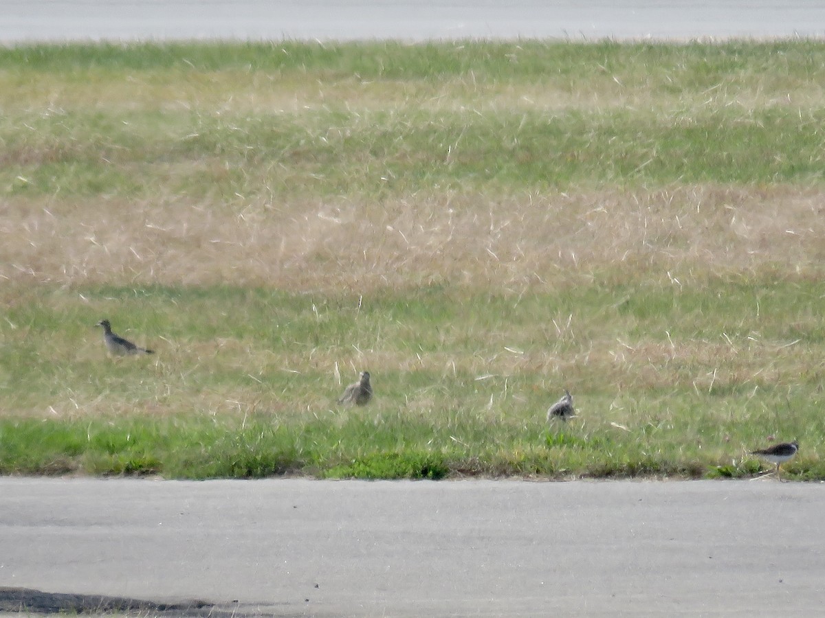 American Golden-Plover - ML490086801