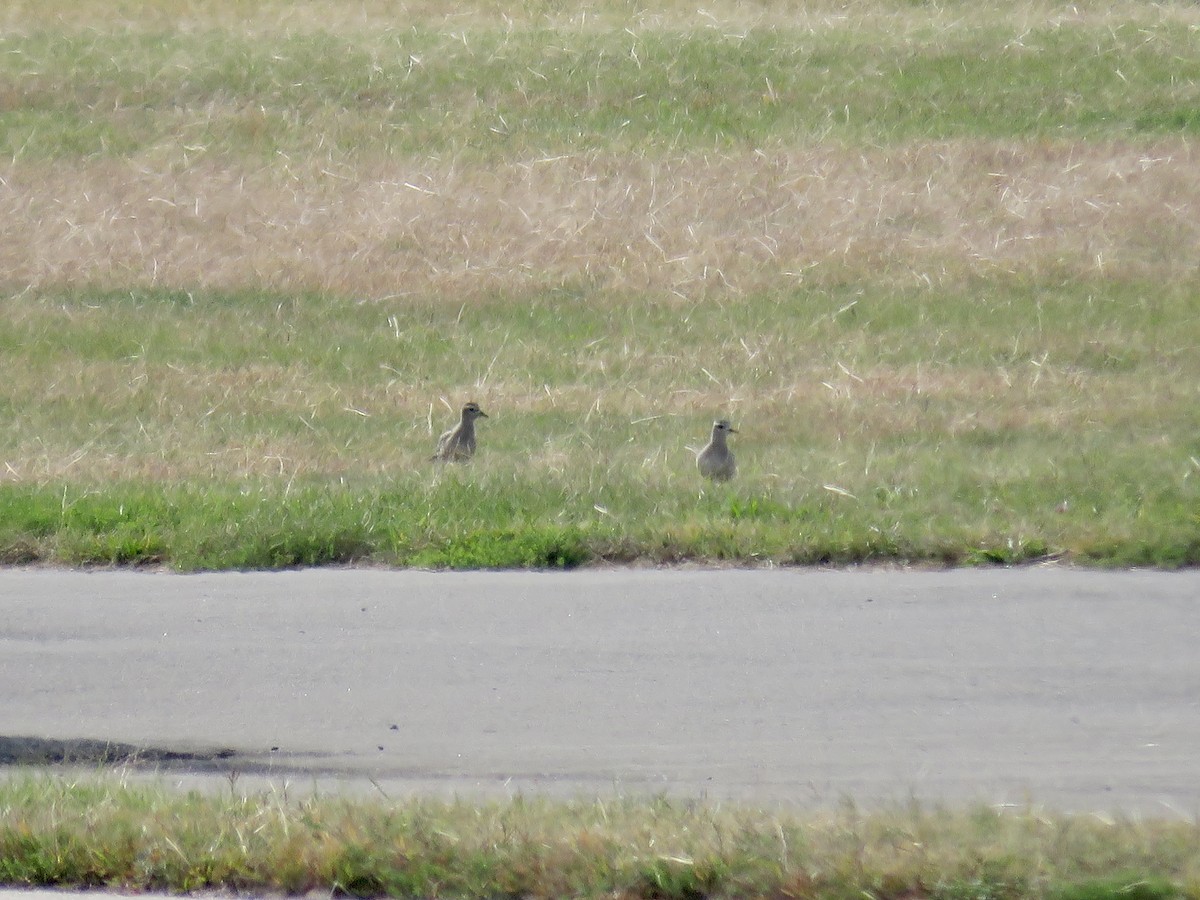 American Golden-Plover - ML490086811