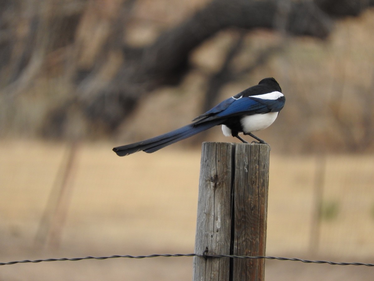 Black-billed Magpie - ML49008701