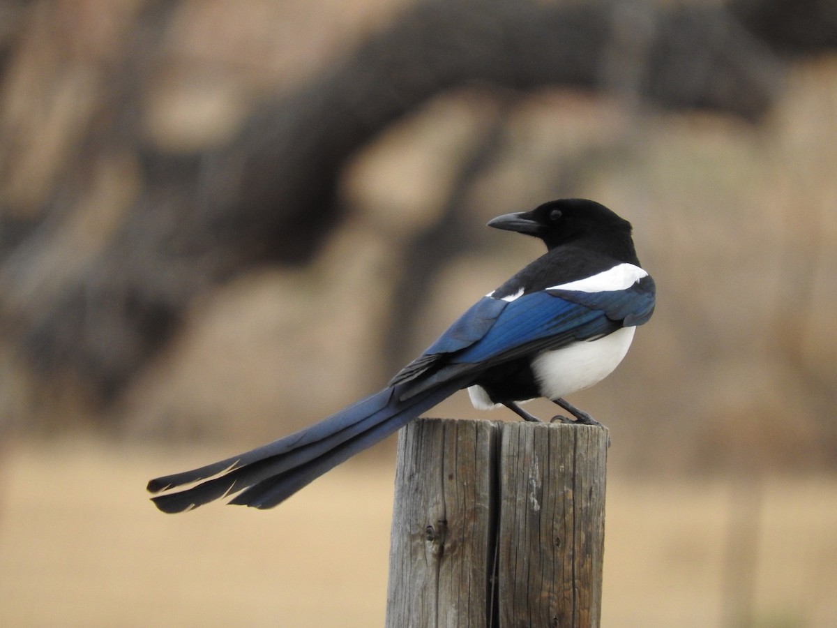 Black-billed Magpie - Aidan Coohill