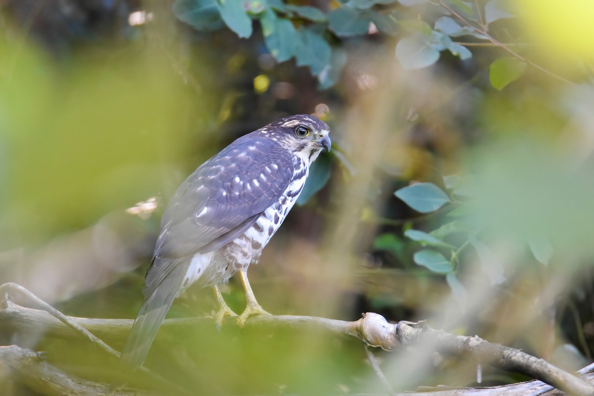 African Goshawk - ML490087261