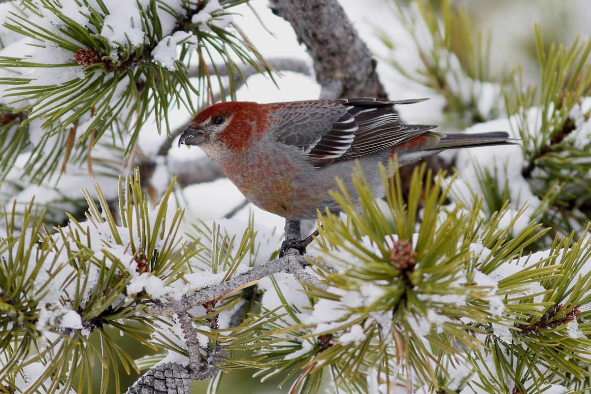 Pine Grosbeak - John C Sullivan