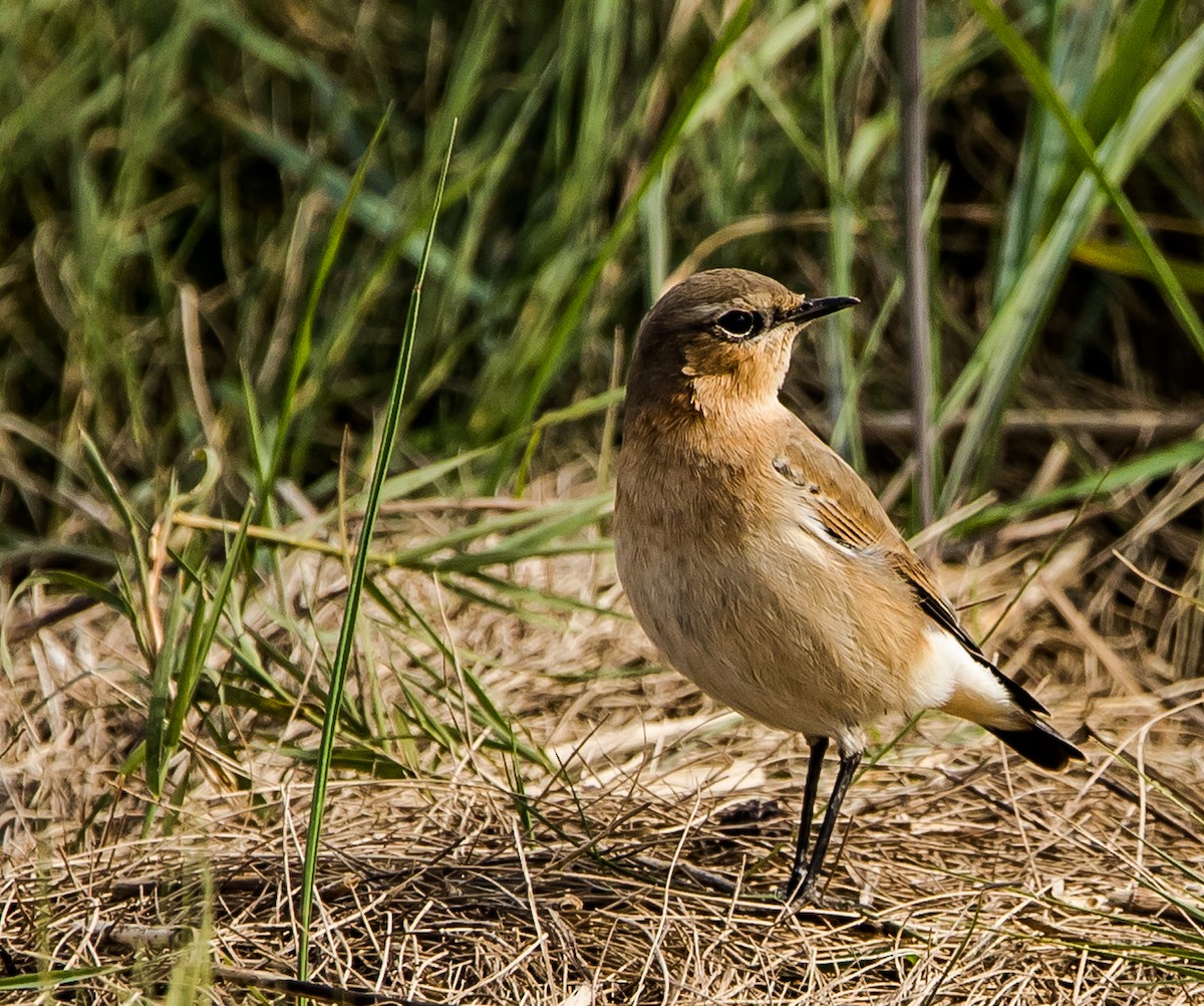 Northern Wheatear - ML490088801