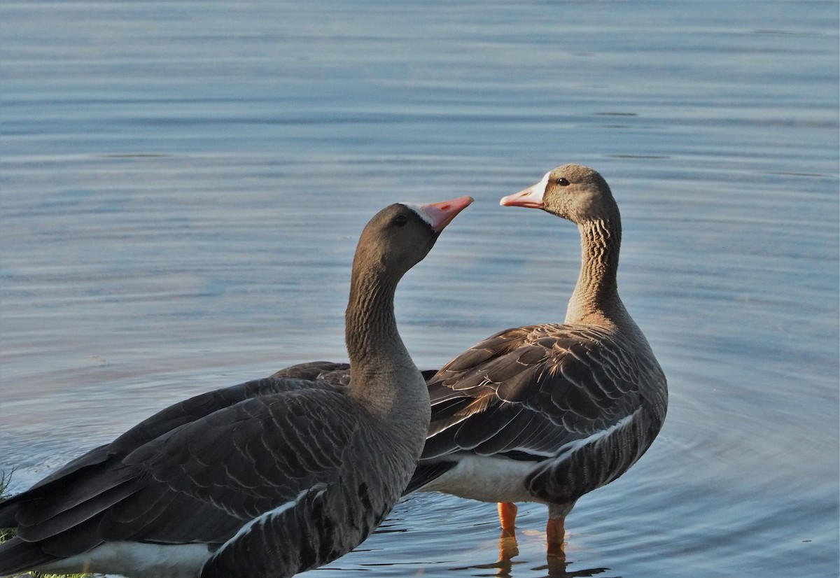 Greater White-fronted Goose - ML490089141