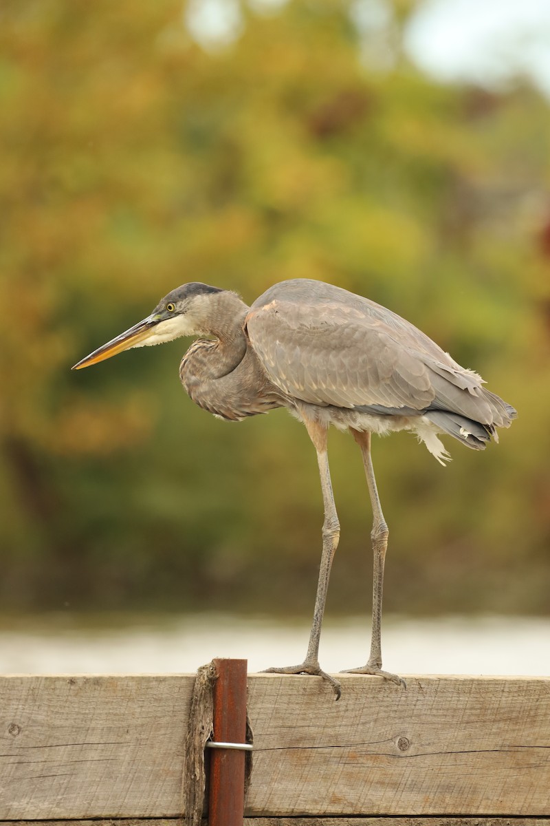 Great Blue Heron - ML490089741