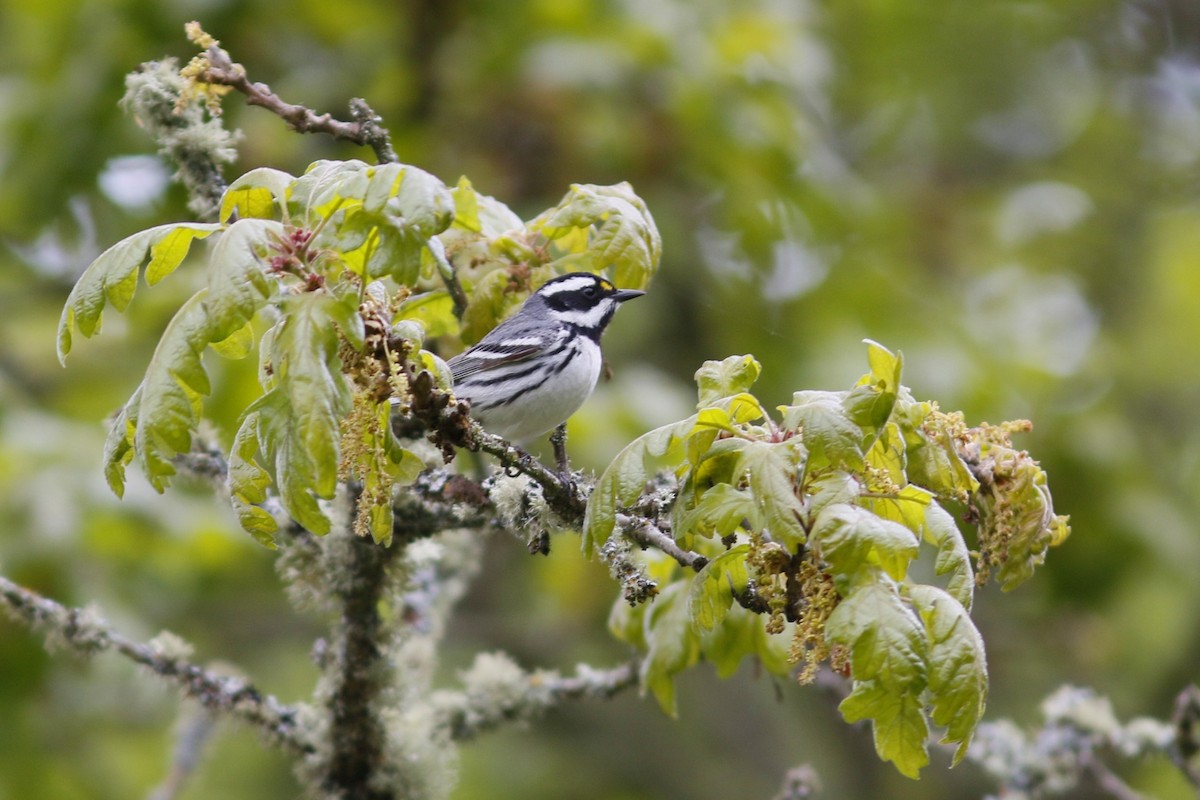 Black-throated Gray Warbler - John C Sullivan