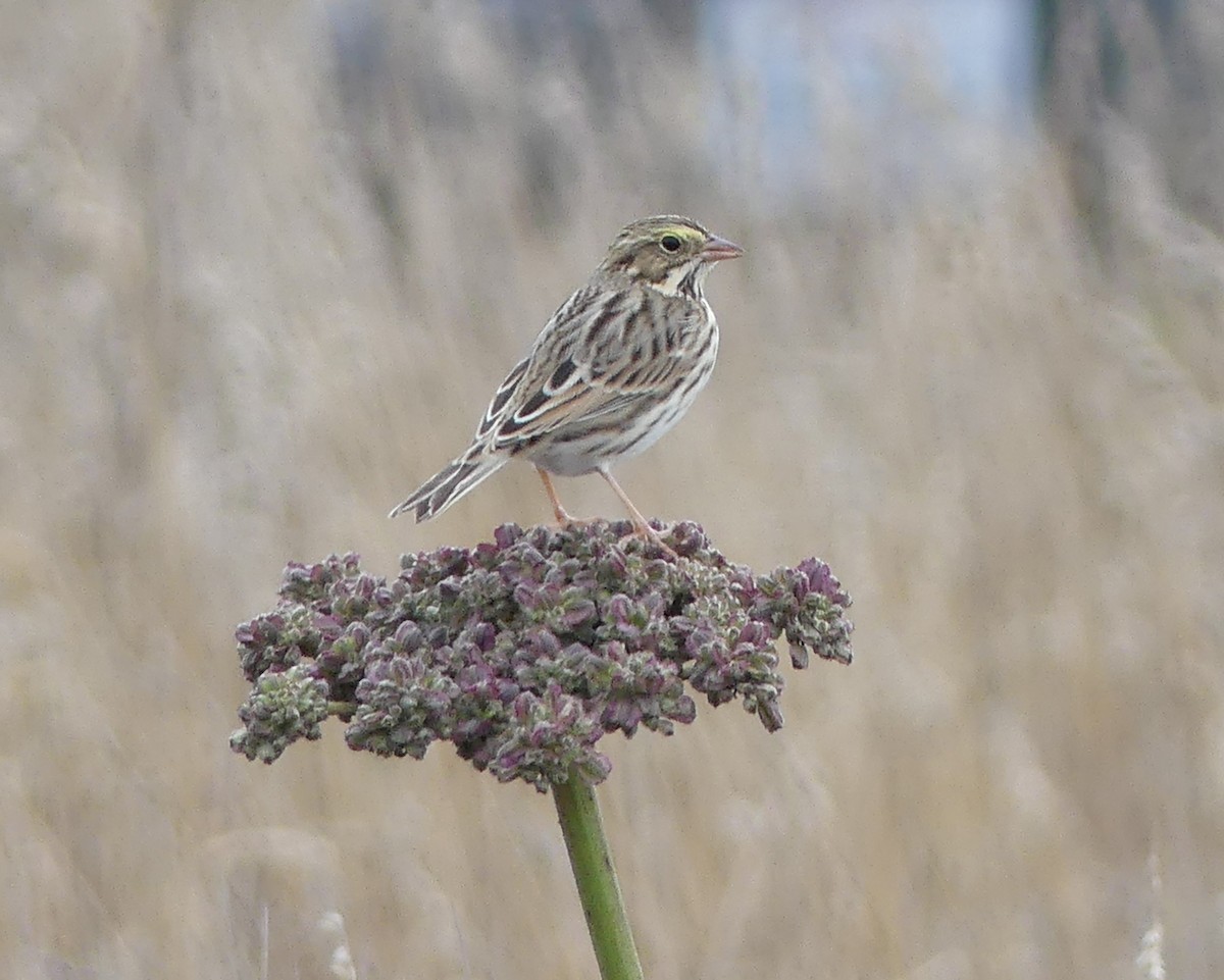 Savannah Sparrow - ML490093601