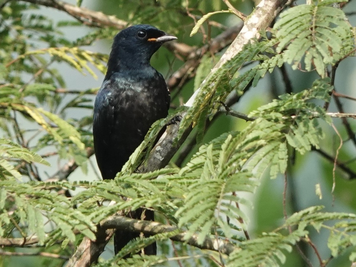 Petit's Cuckooshrike - ML490094521