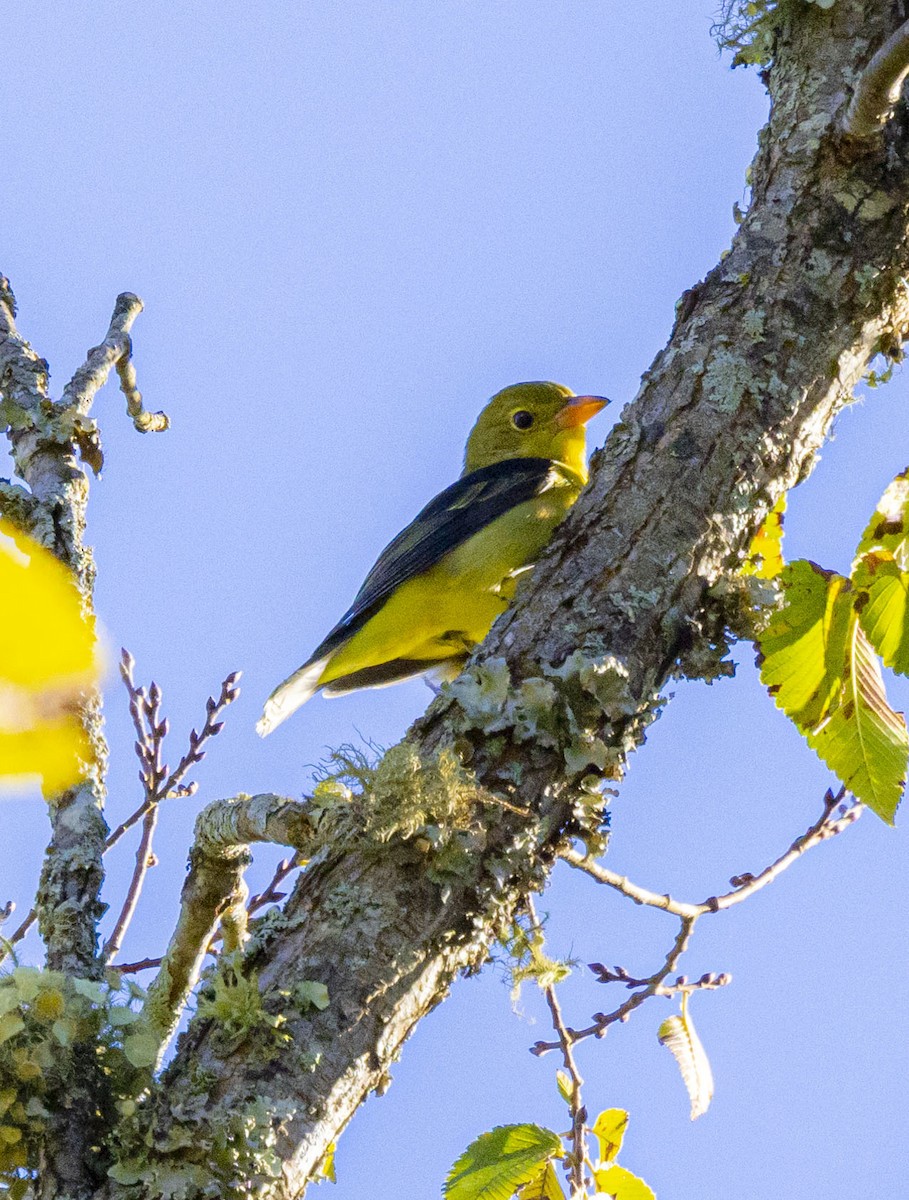 Scarlet Tanager - ML490095671