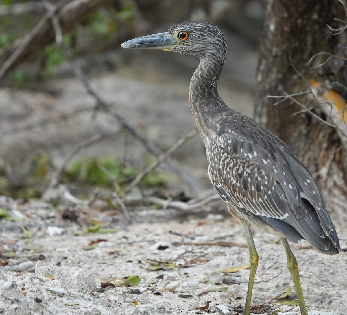 Yellow-crowned Night Heron - Nevine Jacob