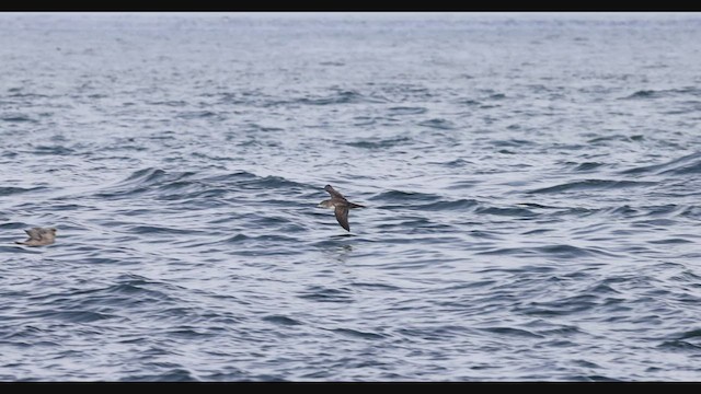 Pink-footed Shearwater - ML490096371