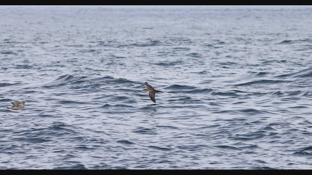 Puffin à pieds roses - ML490096371