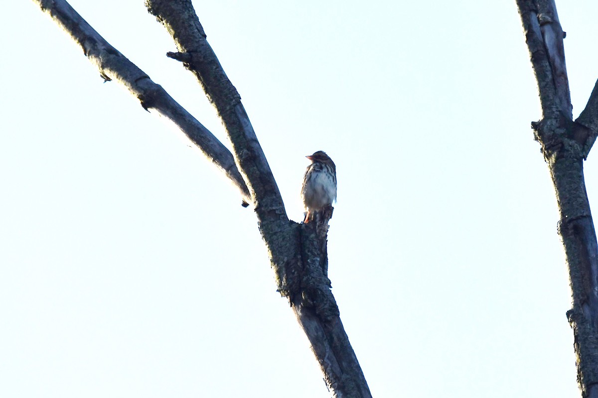 Savannah Sparrow - ML490096441