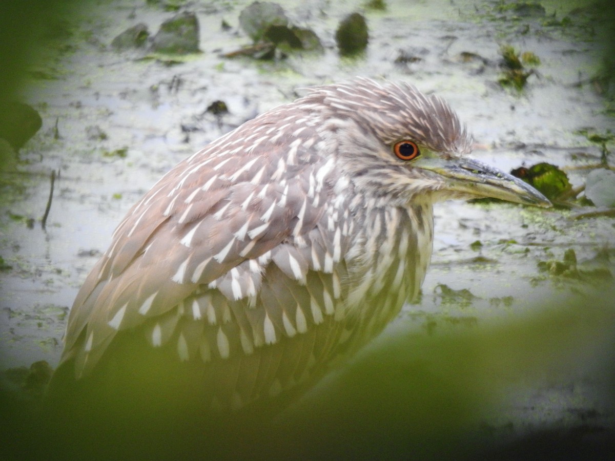 Black-crowned Night Heron - Aimee LaBarr