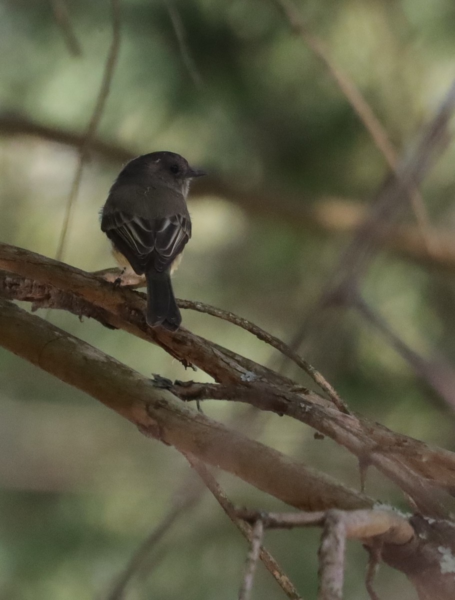 Eastern Phoebe - ML490099211