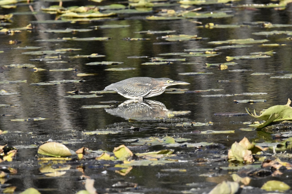 Green Heron - ML490100501