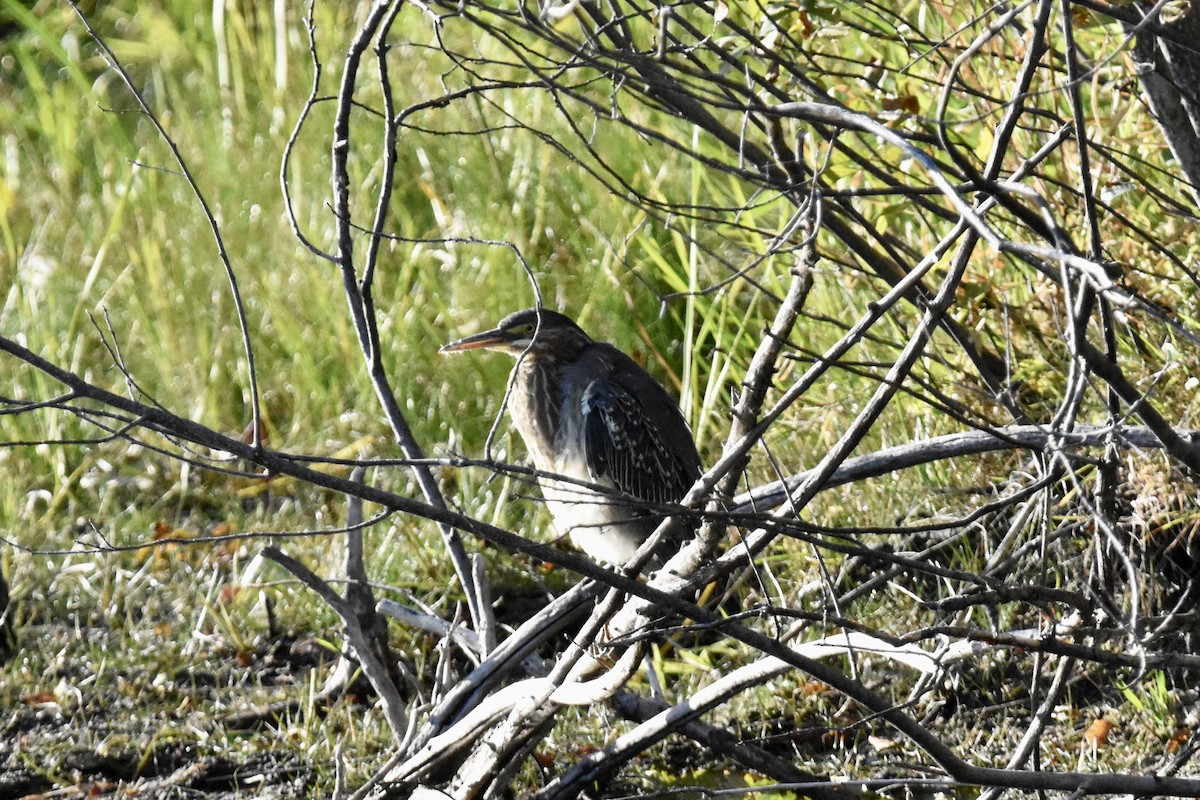 Green Heron - ML490100651