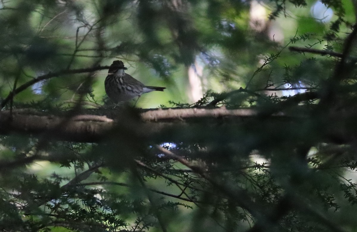 Ovenbird - ML490101041