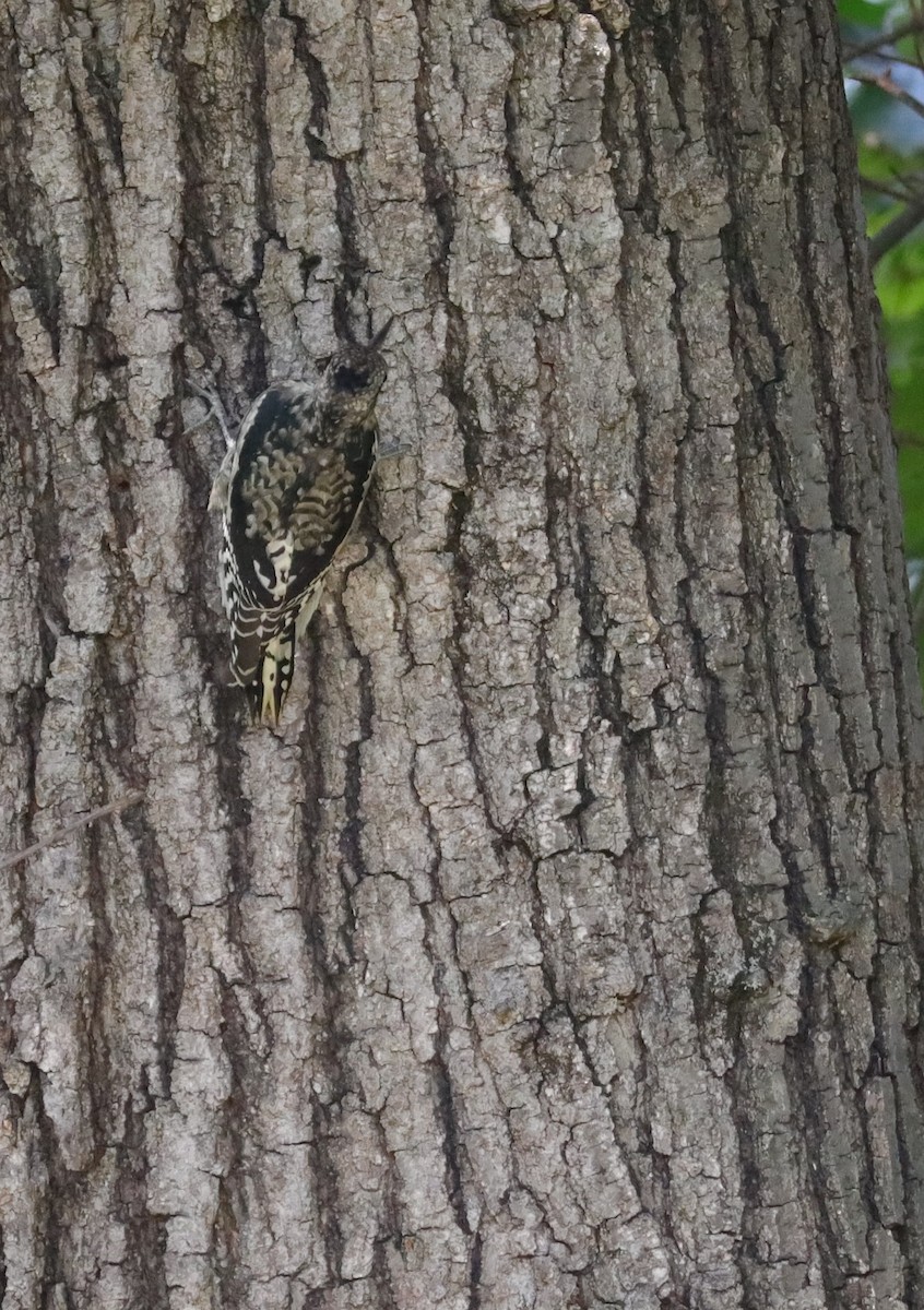 Yellow-bellied Sapsucker - ML490101541