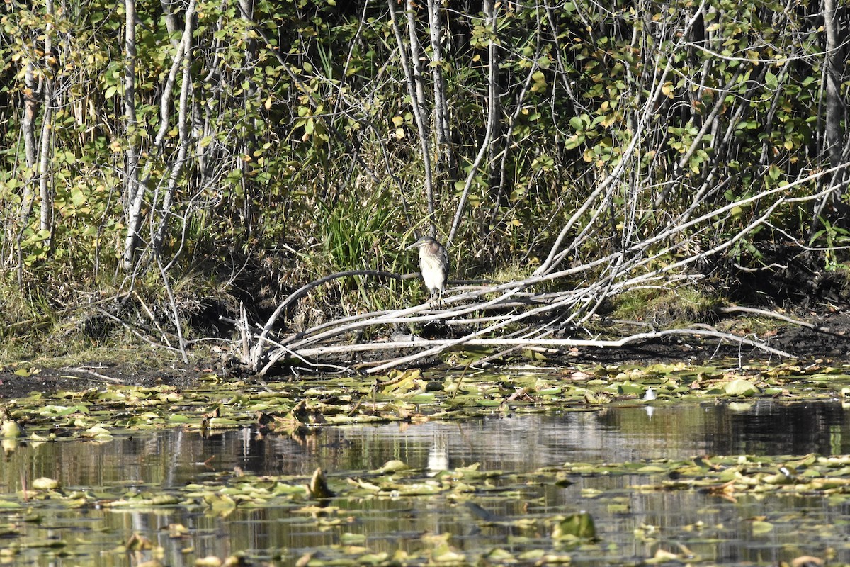 Green Heron - ML490101761