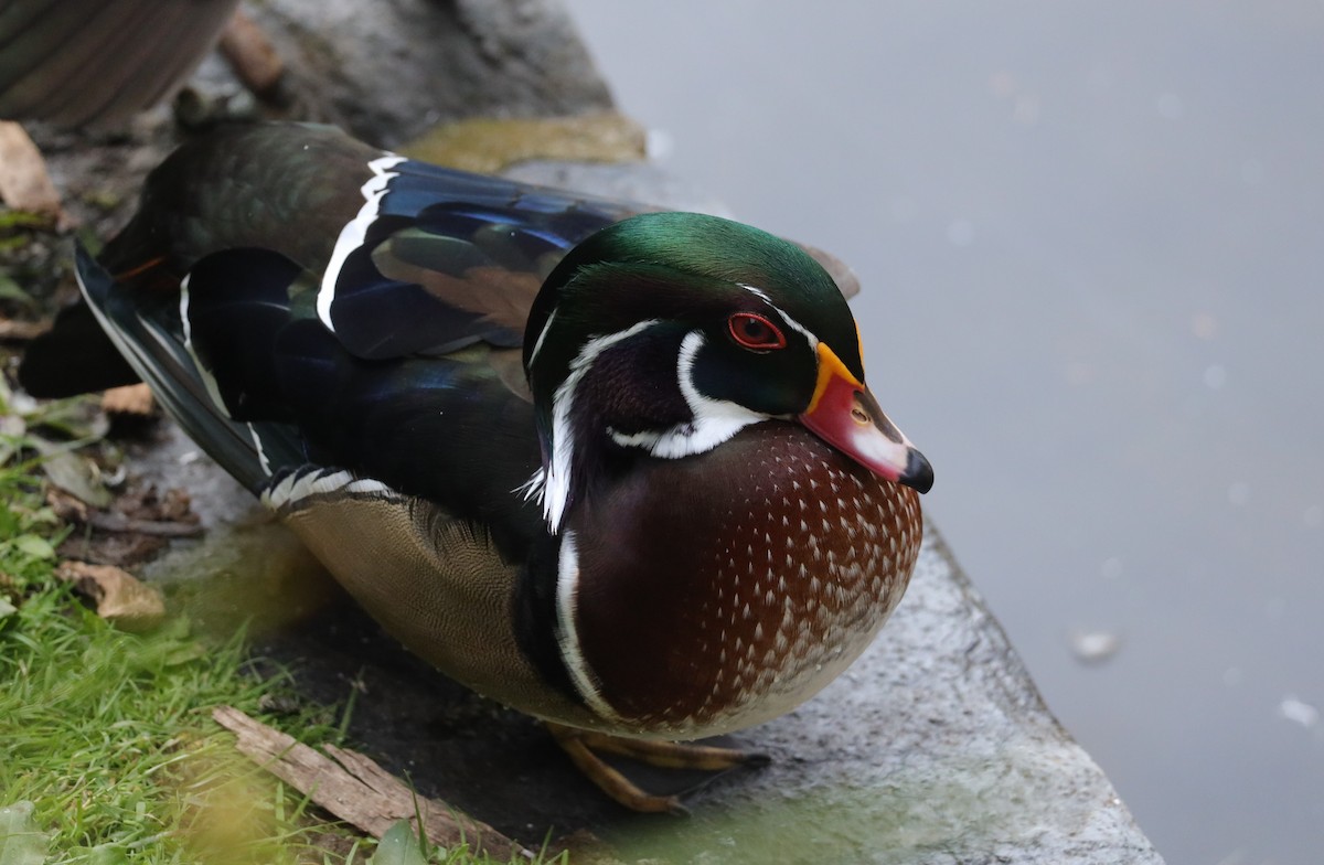 Wood Duck - ML490101981