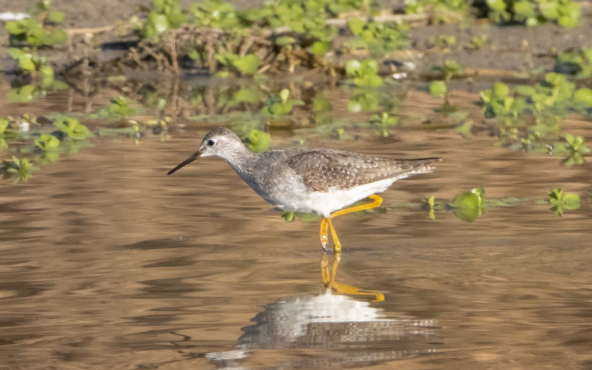 Lesser Yellowlegs - ML490103311