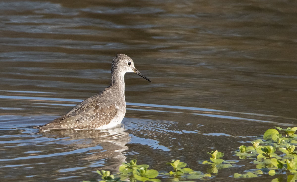 Lesser Yellowlegs - ML490103321