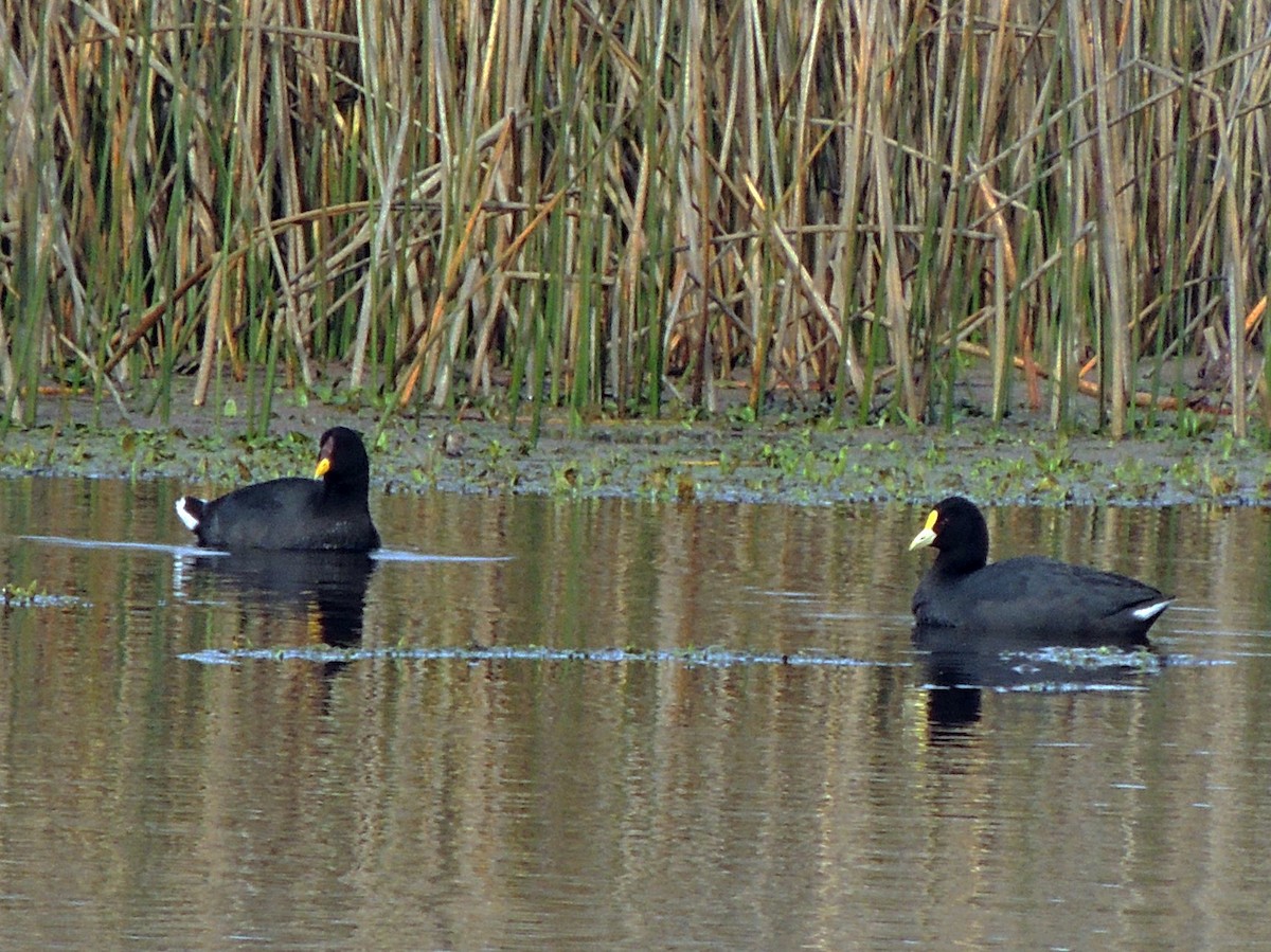 White-winged Coot - Simón Pla García