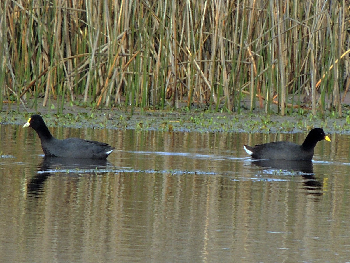 White-winged Coot - ML490103751