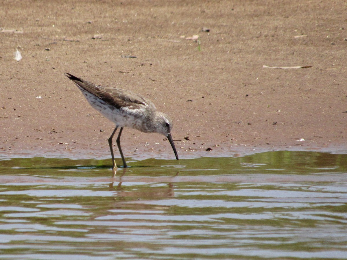 Stilt Sandpiper - ML490104741