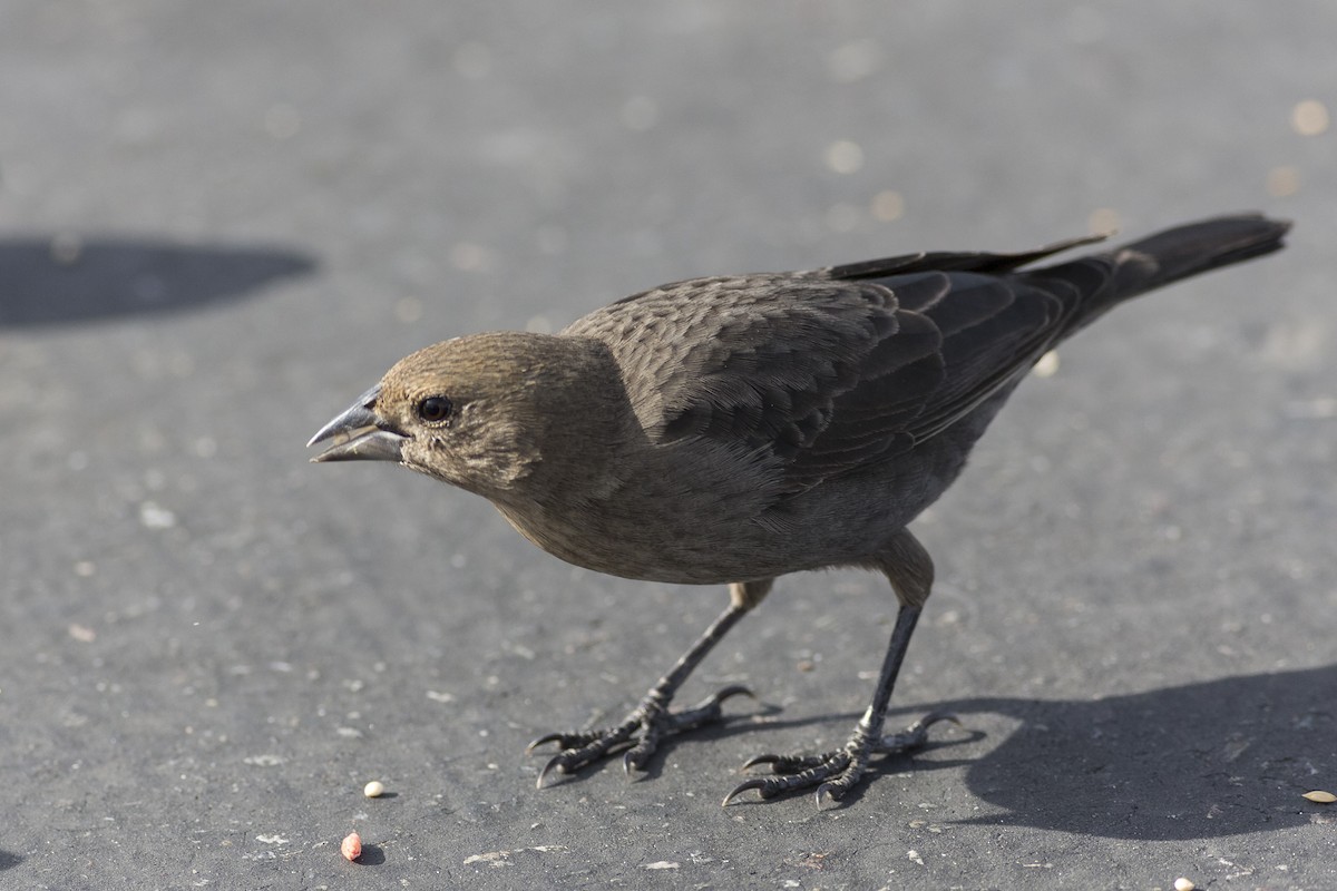 Brown-headed Cowbird - Anthony Gliozzo