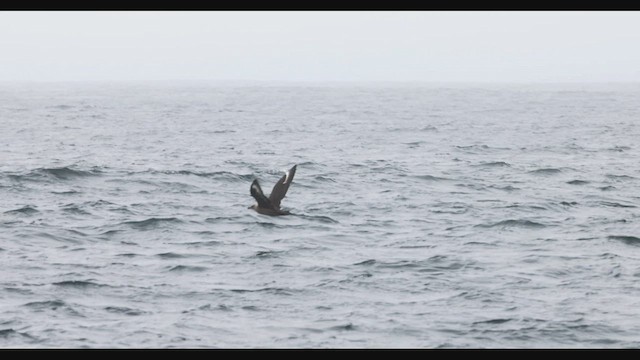 South Polar Skua - ML490105011