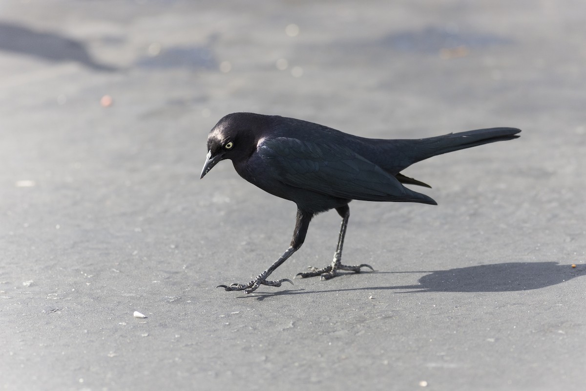 Brewer's Blackbird - Anthony Gliozzo