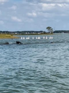 American White Pelican - ML490106741