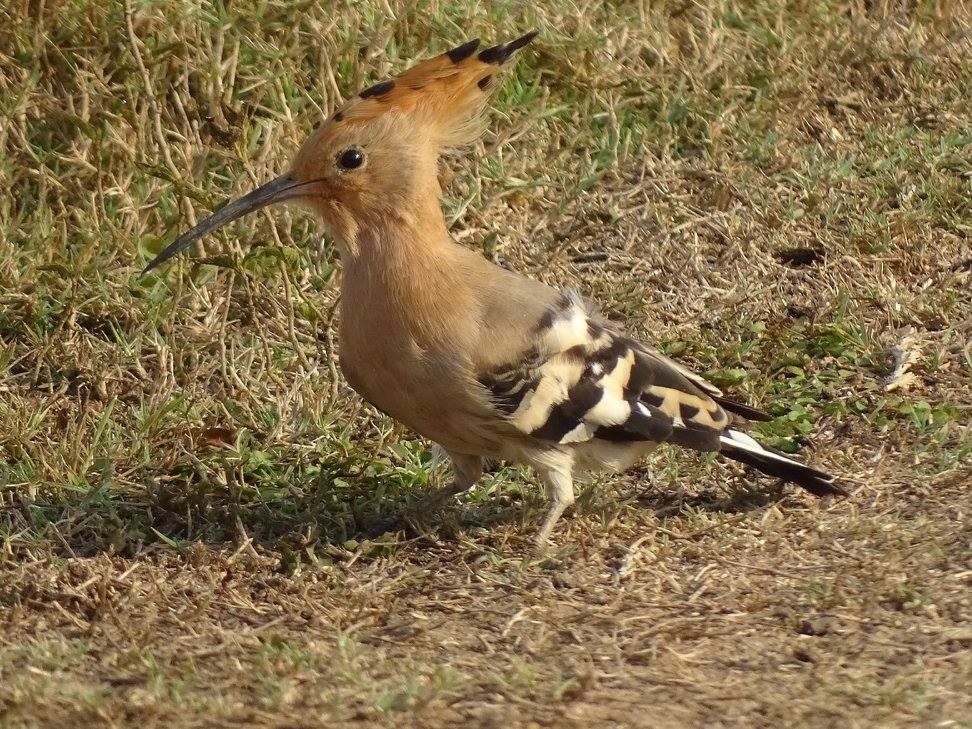 Eurasian Hoopoe (Eurasian) - ML49010681