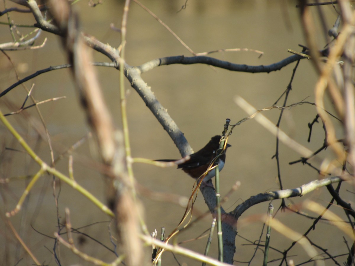 Eastern Towhee - ML490106831