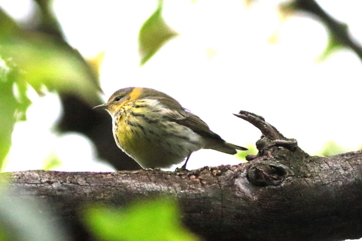 Cape May Warbler - ML490108191