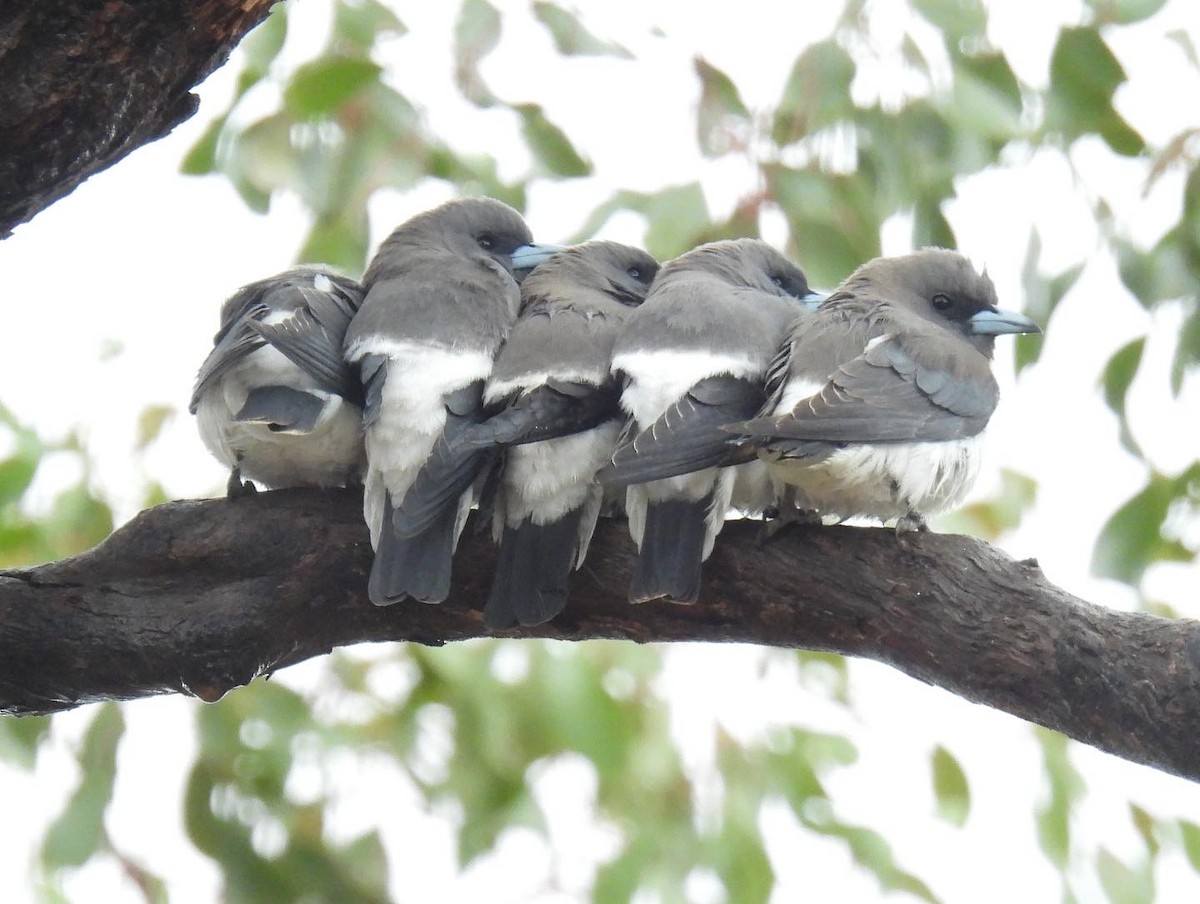 White-breasted Woodswallow - ML490109921