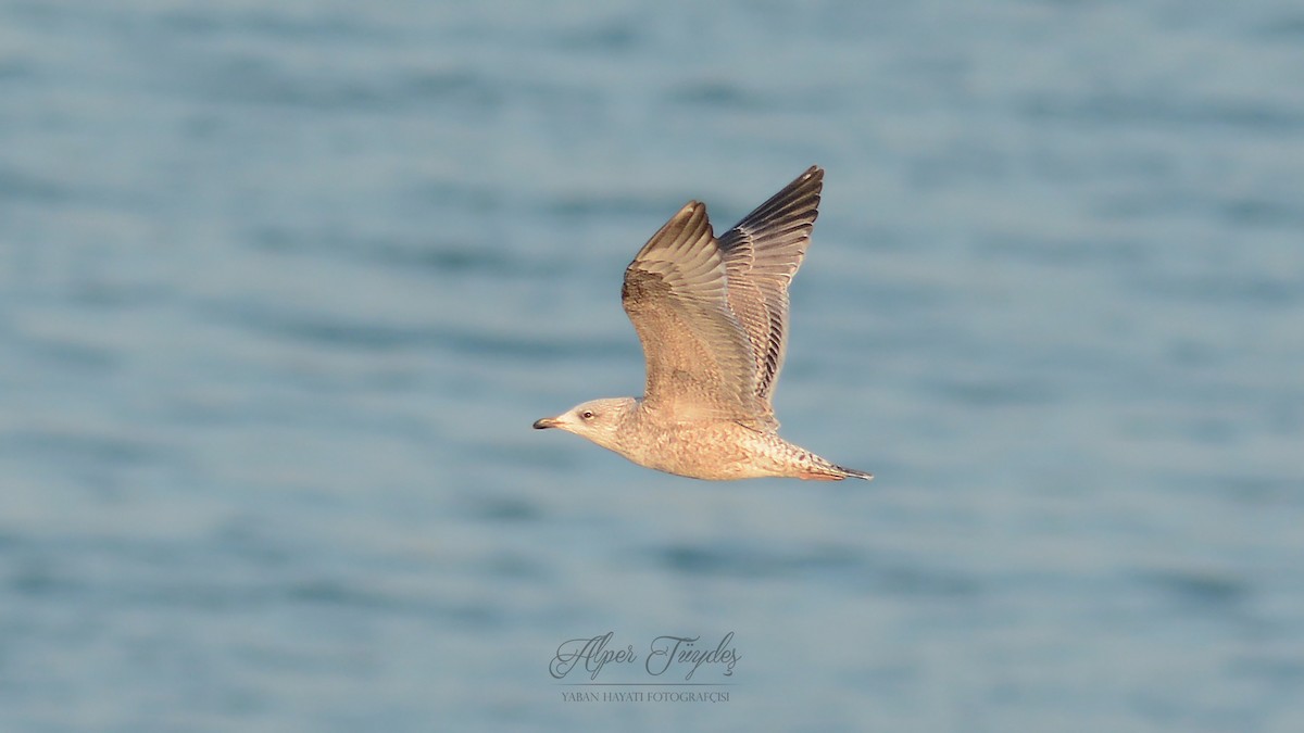 Herring Gull - Alper Tüydeş