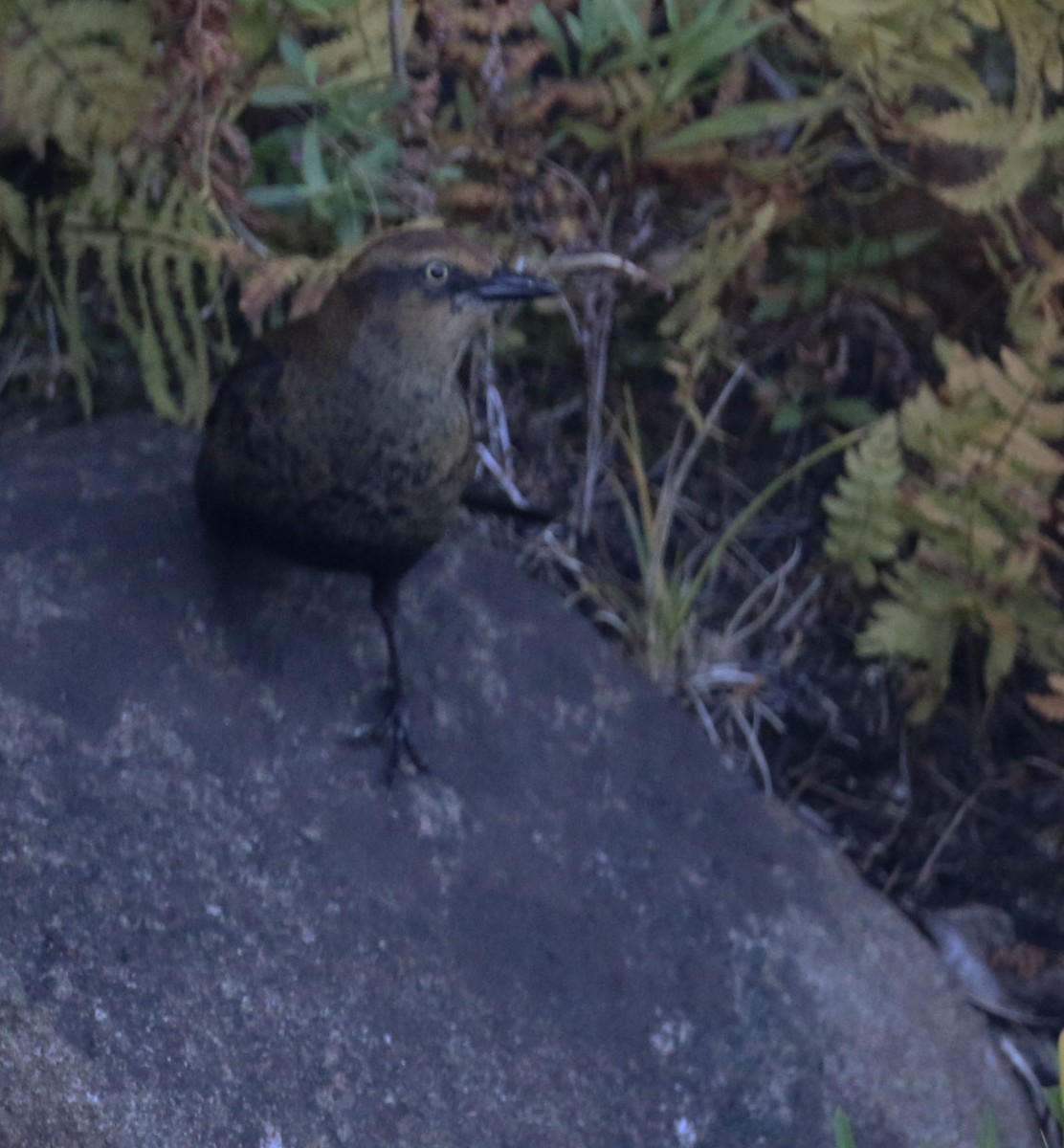 Rusty Blackbird - ML490110911